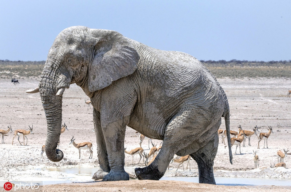 Vì trong hồ nước mặn chứa nhiều đất sét trắng và cát canxit, theo sự bốc hơi, những chất này đọng lại trên cơ thể voi, phủ lên một lớp màu trắng. Vì vậy, nói voi khổng lồ tắm trắng cũng không sai.