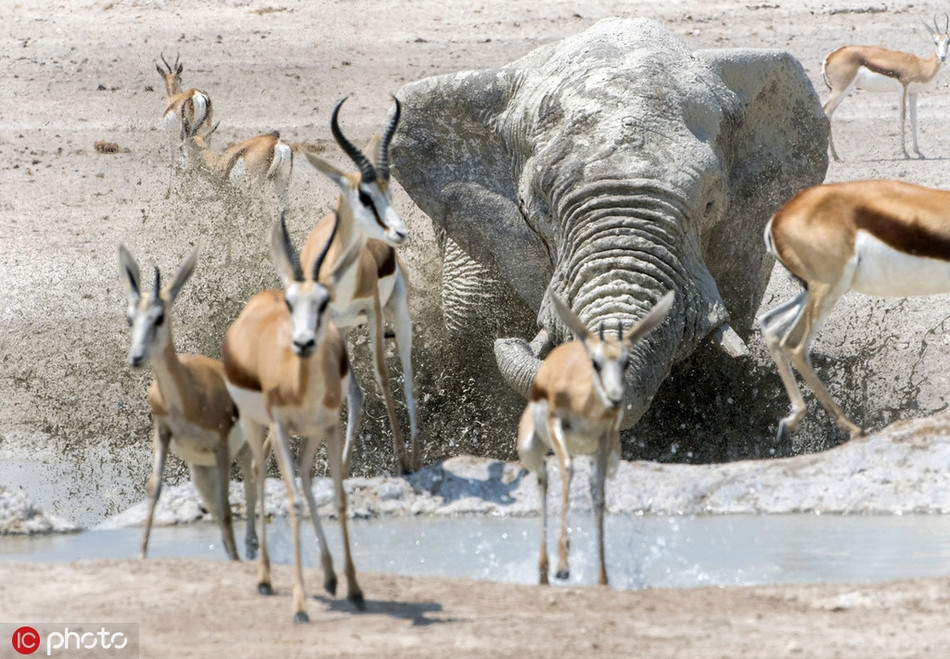 Sau khi tạo nên chấn động khiến cả đàn linh dương hoảng hốt, voi khổng lồ điềm nhiên như không có chuyện gì xảy ra.
