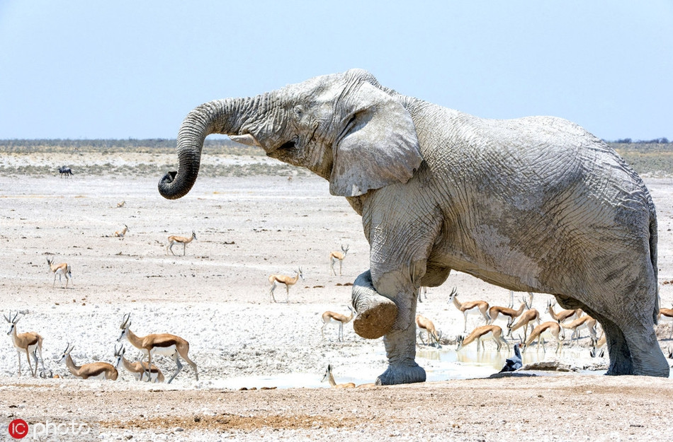 Do khí hậu nóng nực, những con con voi thích hút nước bùn trắng để phun lên người. Chúng làm như vậy để phủ lên cơ thể một lớp bùn mát, bảo vệ da khỏi ánh nắng mặt trời thiêu đốt.