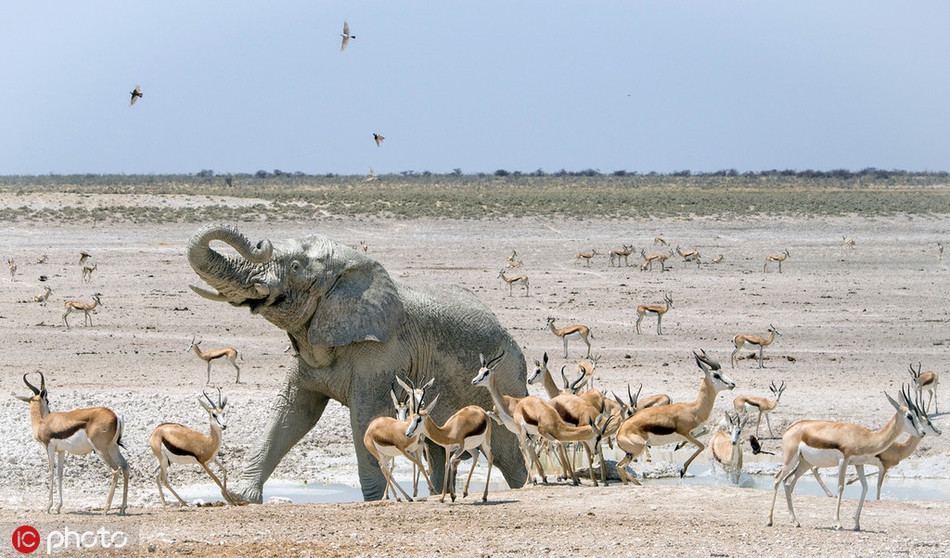 Được biết, hồ nước mặt Etosha trong vườn quốc gia Etosha là nơi những con voi thường xuyên lui tới.