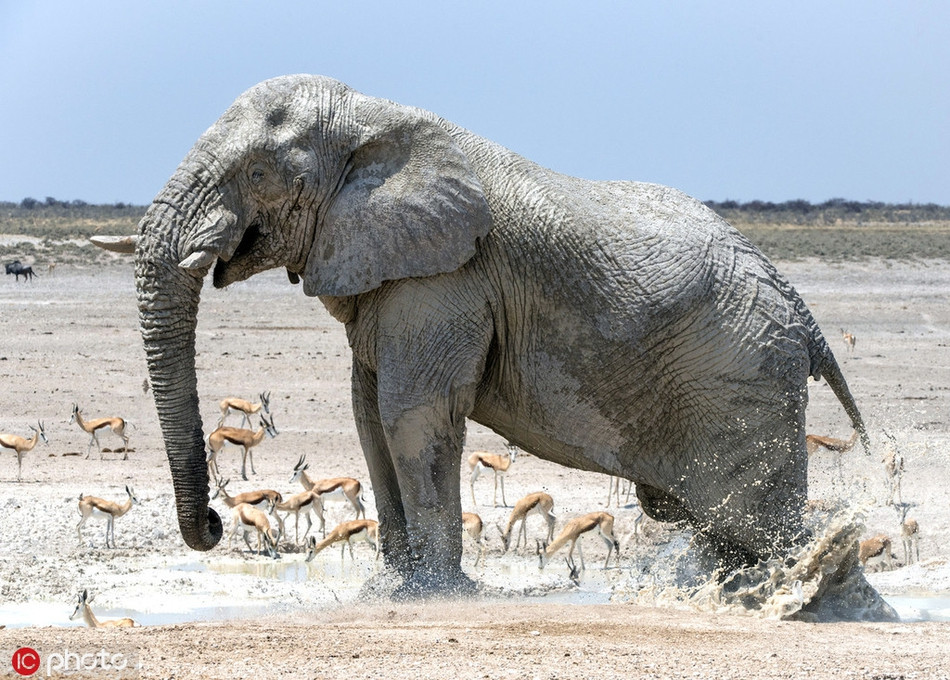 Nó dùng vòi và chân để xoa bùn và nước bùn lên người, hệt như đang tắm trắng.