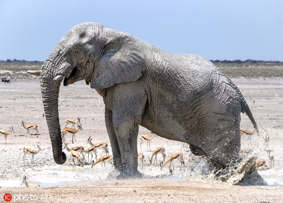 Nó dùng vòi và chân để xoa bùn và nước bùn lên người, hệt như đang tắm trắng.