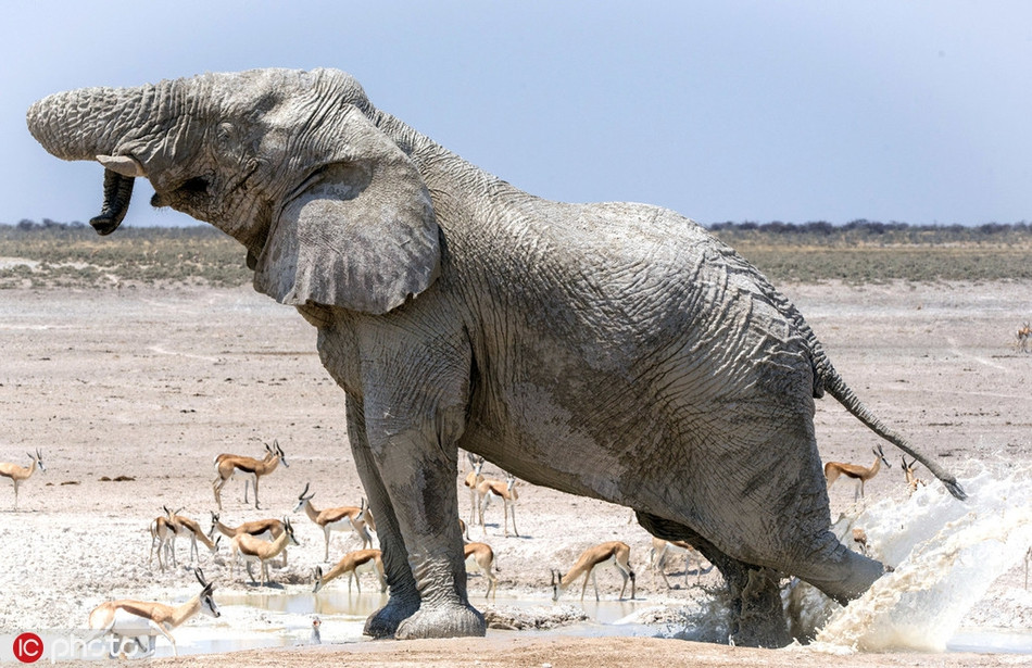 Mới đây, nghệ sĩ thị giác và nhiếp ảnh gia động vật hoang dã Anja Denker, 51 tuổi, trong chuyến tác nghiệp ở công viên quốc gia Etosha, Namibia, ghi những hình ảnh hết sức thú vị khi voi khổng lồ tắm trắng, xoa kem chống nắng, khiến đàn linh dương hết hồn.