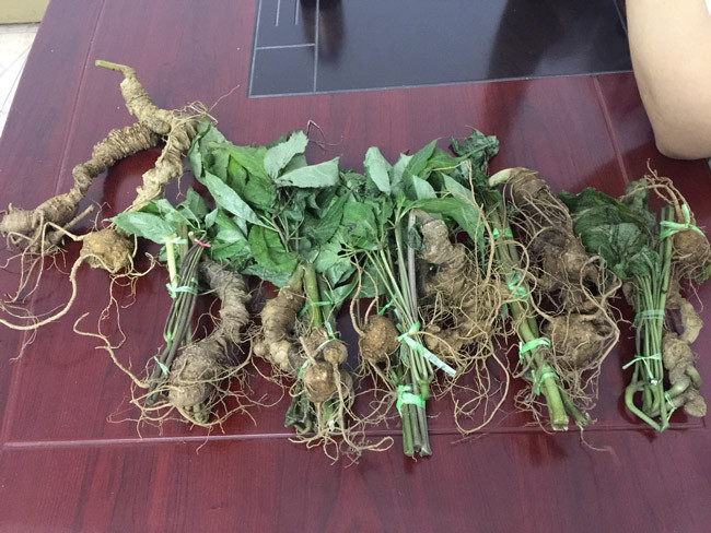 Choang bo suu tap nhan sam quy gia tien ty cua dai gia Ha thanh-Hinh-16