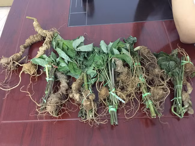 Choang bo suu tap nhan sam quy gia tien ty cua dai gia Ha thanh-Hinh-16