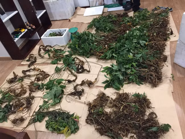 Choang bo suu tap nhan sam quy gia tien ty cua dai gia Ha thanh-Hinh-17