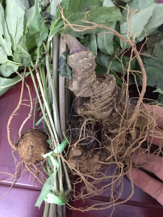 Choang bo suu tap nhan sam quy gia tien ty cua dai gia Ha thanh-Hinh-8