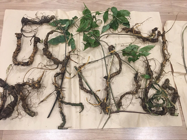 Choang bo suu tap nhan sam quy gia tien ty cua dai gia Ha thanh-Hinh-5