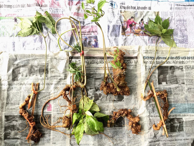 Choang bo suu tap nhan sam quy gia tien ty cua dai gia Ha thanh-Hinh-18