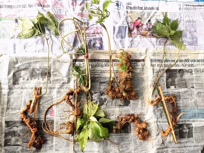 Choang bo suu tap nhan sam quy gia tien ty cua dai gia Ha thanh-Hinh-18