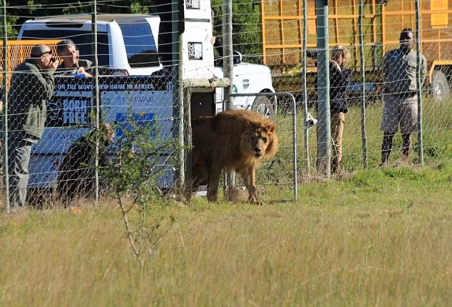Hai anh em sư tử Jora và Black là hai chú sư tử xiếc, mặc dù đã 8 tuổi nhưng phần lớn cuộc sống mà chúng trải qua là ở trong những toa xe chở thú chật chội, ngột ngạt và mòn mỏi hao phí sức lực trong những chuyến lưu diễn xiếc thú trải khắp Đông Âu và Thổ Nhĩ Kỳ.