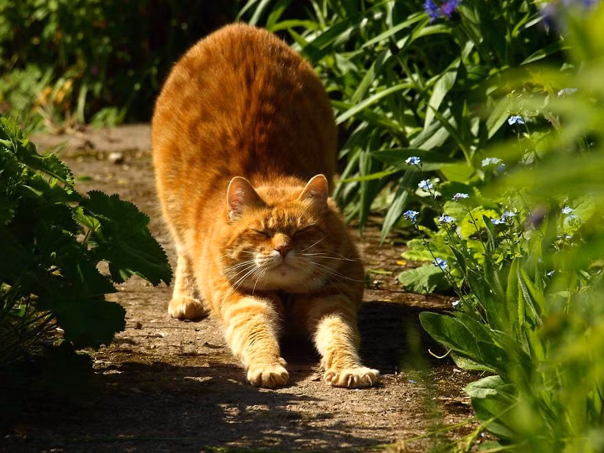 Baldrick duỗi chân làm một động tác Yoga khởi động ngày mới.