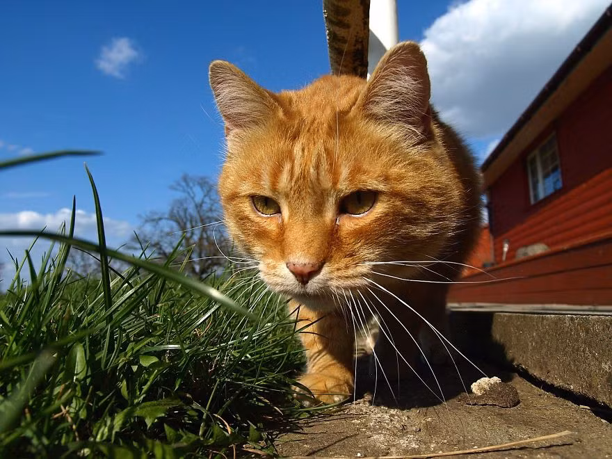 Baldrick đang đi tuần tra "biên giới" lãnh thổ của mình.