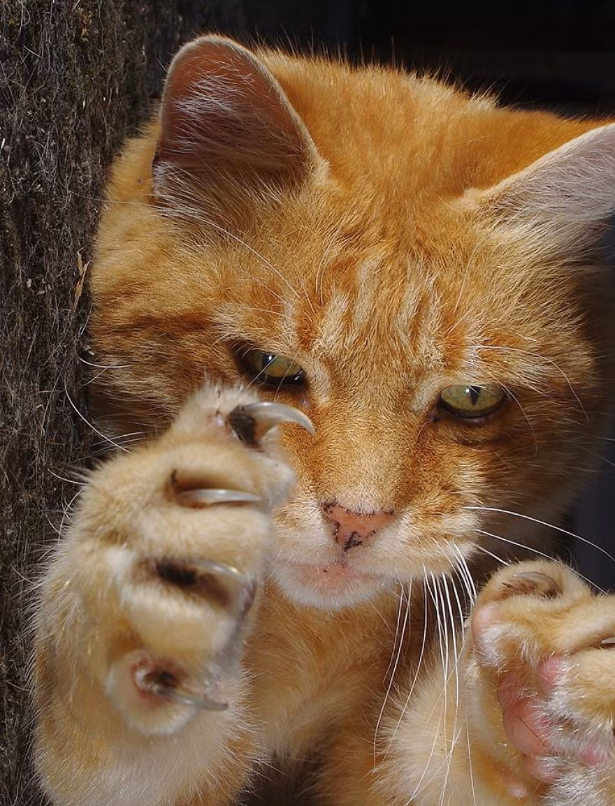 Baldrick khoe vuốt sắc của mình cảnh cáo những kẻ mon men xâm phạm biên giới thiêng liêng của nó.