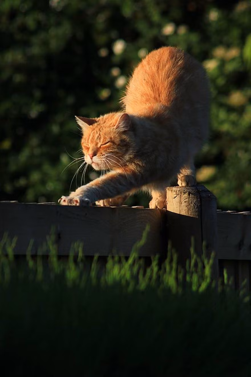 Có vẻ rất thích Yoga, Baldrick không ngần ngại thể nghiệm động tác vươn mình trên mọi loại địa hình.