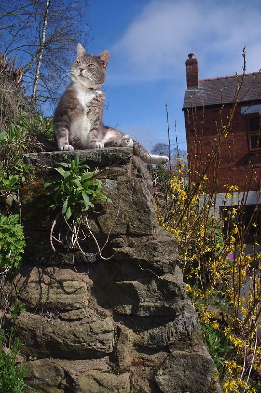 Melchett lười biếng phơi nắng, tranh thủ đợi chủ nhân.