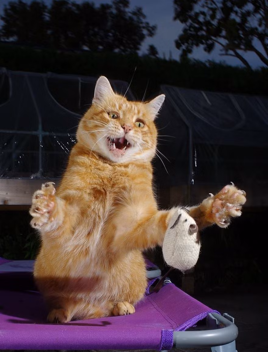 Baldrick cuống cuồng bởi con chuột giả tấn công.