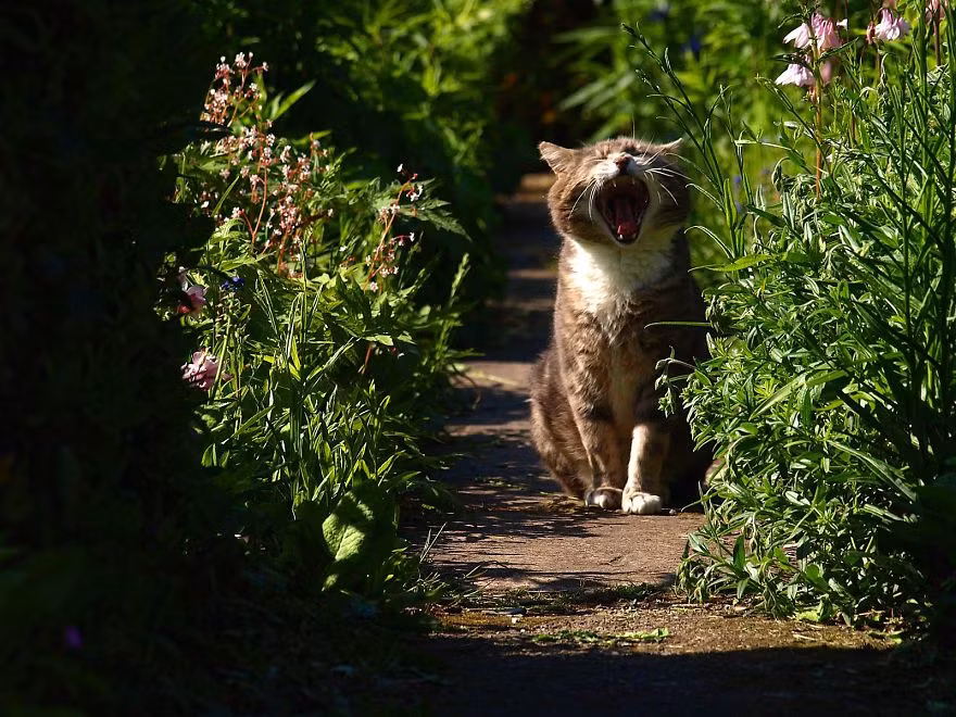 Melchett được nhận nuôi cách đây ba năm, trước đó thì chú ta là một con mèo hoang dã còn Baldrick thì đã được nhận nuôi từ nhỏ. Hiện tại đã 11 tuổi nhưng Baldrick vẫn hành động như một chú mèo con.