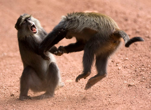 Trong tự nhiên, cũng có rất nhiều trường hợp như vậy được ghi lại.