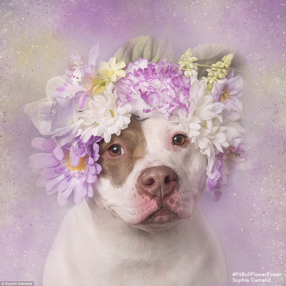 Theo một báo cáo, hàng năm có 1,2 triệu con chó tại Mỹ được ban cho "cái chết nhân đạo" hay còn gọi là "cái chết êm dịu", trong đó có rất nhiều con chó Pitbull. Những trại động vật, những trung tâm cứu hộ buộc phải để cho những con chó tội nghiệp hóa kiếp bởi không đủ kinh phí nuôi dưỡng những con chó này trong khi chúng không có người nhận nuôi.