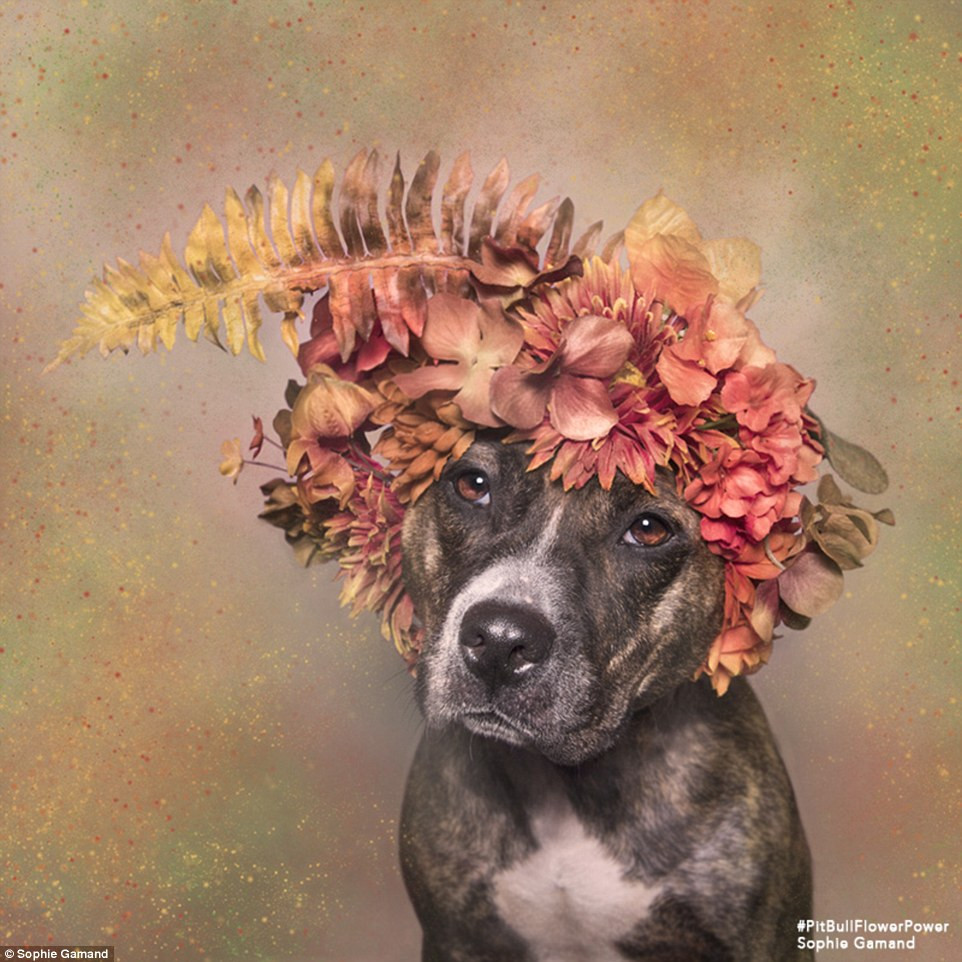 Chính vì lý do đó mà nhiếp ảnh gia Sophie đã nỗ lực thay đổi thành kiến của mọi người về giống chó này thông qua những bức ảnh đẹp.