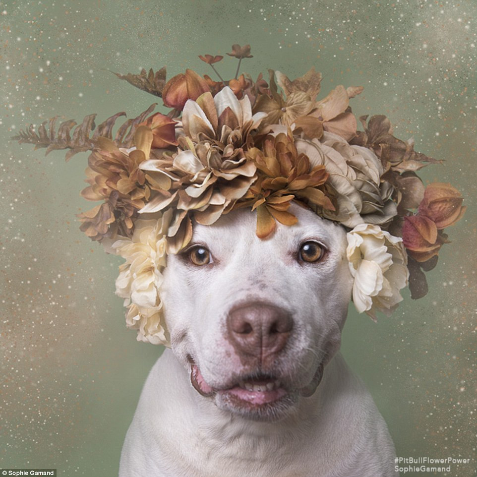 "Pitbull giống như mọi giống chó khác, chúng cần được chăm sóc, đào tạo và yêu thương, tuy nhiên tiếng xấu của chúng lại được nhiều người biết đến hơn là những mặt tốt", Sophie nói.