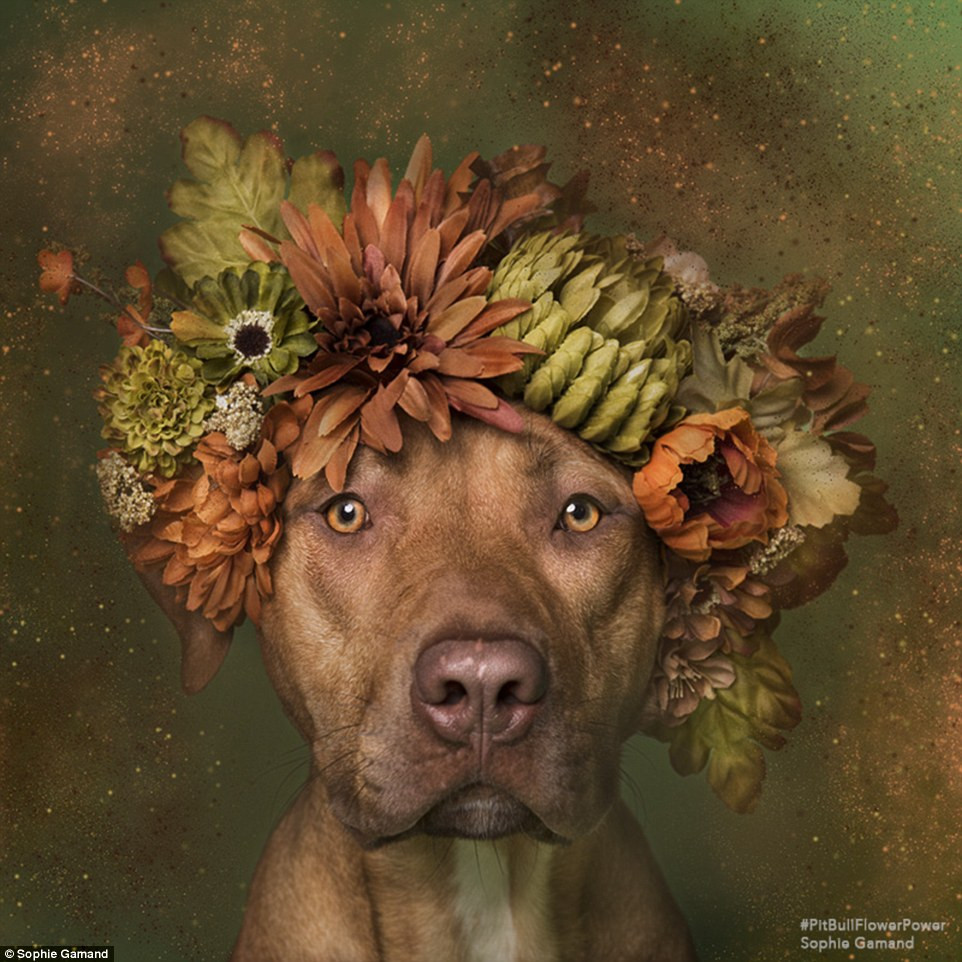 Loạt ảnh này nằm trong một dự án nhiếp ảnh nhằm thay đổi nhận thức của mọi người về giống chó Pitbull, mong muốn con người sẽ thay đổi cách đối xử của mình với giống chó bị gắn tiếng ác này.