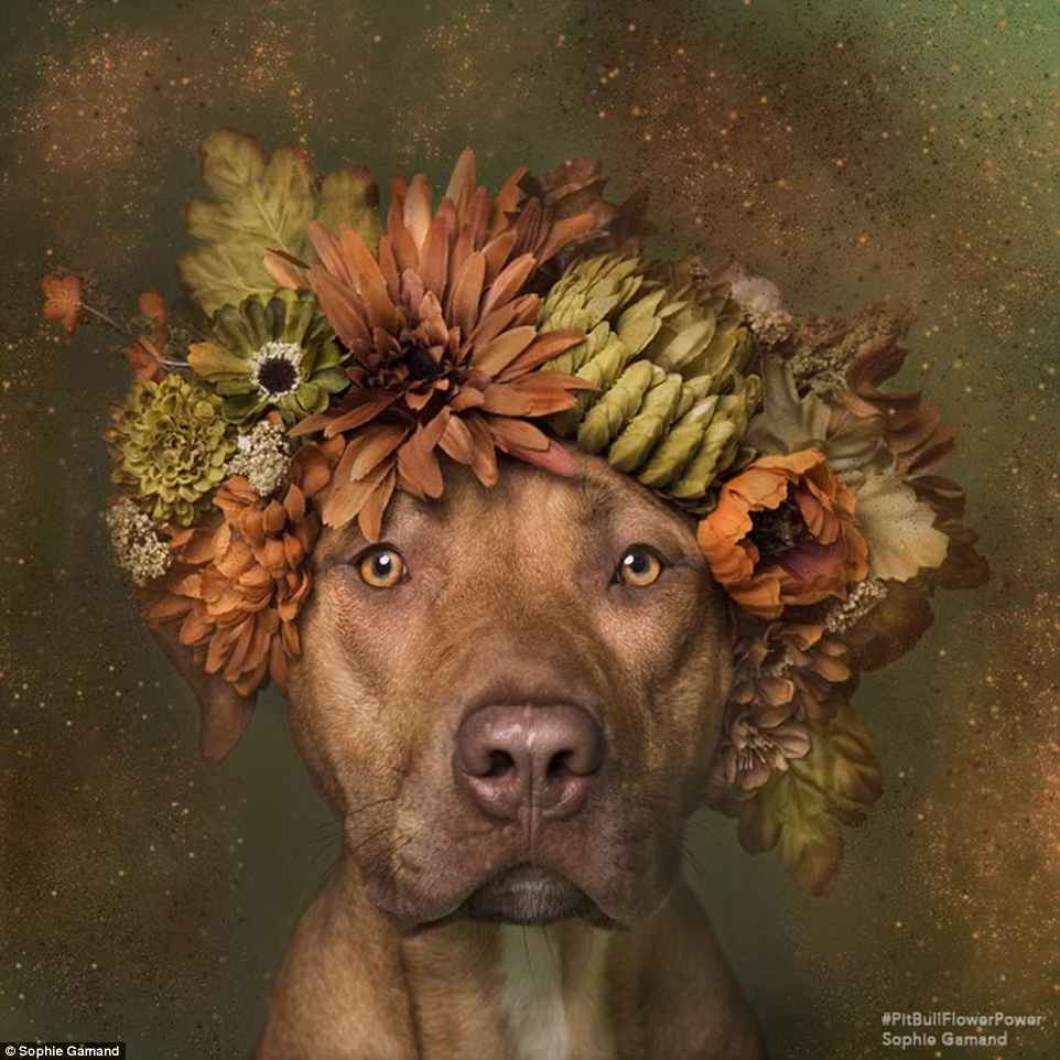 Loạt ảnh này nằm trong một dự án nhiếp ảnh nhằm thay đổi nhận thức của mọi người về giống chó Pitbull, mong muốn con người sẽ thay đổi cách đối xử của mình với giống chó bị gắn tiếng ác này.