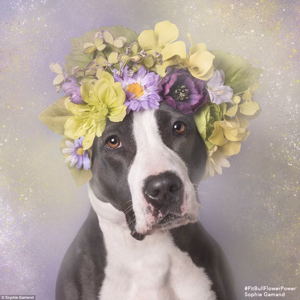 Về lý do chọn vòng hoa để làm nổi bật nét đẹp của giống chó này, nhiếp ảnh gia Sophie đã nói: "Hoa tượng trưng cho vẻ đẹp mong manh, phù du, nhắc nhở chúng ta rằng mọi sinh vật trên trái đất đều rất quý giá và dễ bị tổn thương".