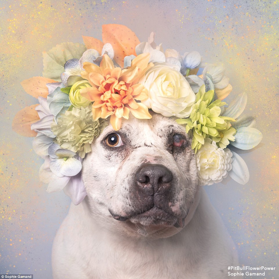 Kể từ khi thực hiện loạt ảnh này, đã có 114 con chó Pitbull mà Sophine chụp được nhận nuôi.