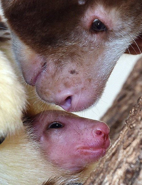 Để trấn an chuột túi con, chuột túi mẹ thơm nhẹ lên trán con mình, lộ rõ vẻ dịu dàng, yêu thương và muốn bé yêu của mình hiểu, mình sẽ làm tất cả mọi thứ để bảo vệ con.