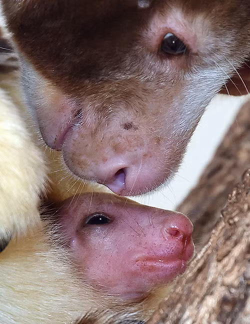 Để trấn an chuột túi con, chuột túi mẹ thơm nhẹ lên trán con mình, lộ rõ vẻ dịu dàng, yêu thương và muốn bé yêu của mình hiểu, mình sẽ làm tất cả mọi thứ để bảo vệ con.