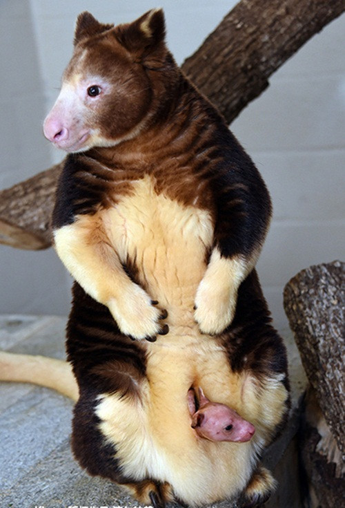 Vừa qua, tại vườn thú Miami, Mỹ, du khách được tận mắt chứng kiến màn xuất hiện siêu đáng yêu khi chuột túi cây con thò cái đầu đỏ hỏn ra khỏi túi mẹ và ngơ ngác ngắm nhìn thế giới bên ngoài.