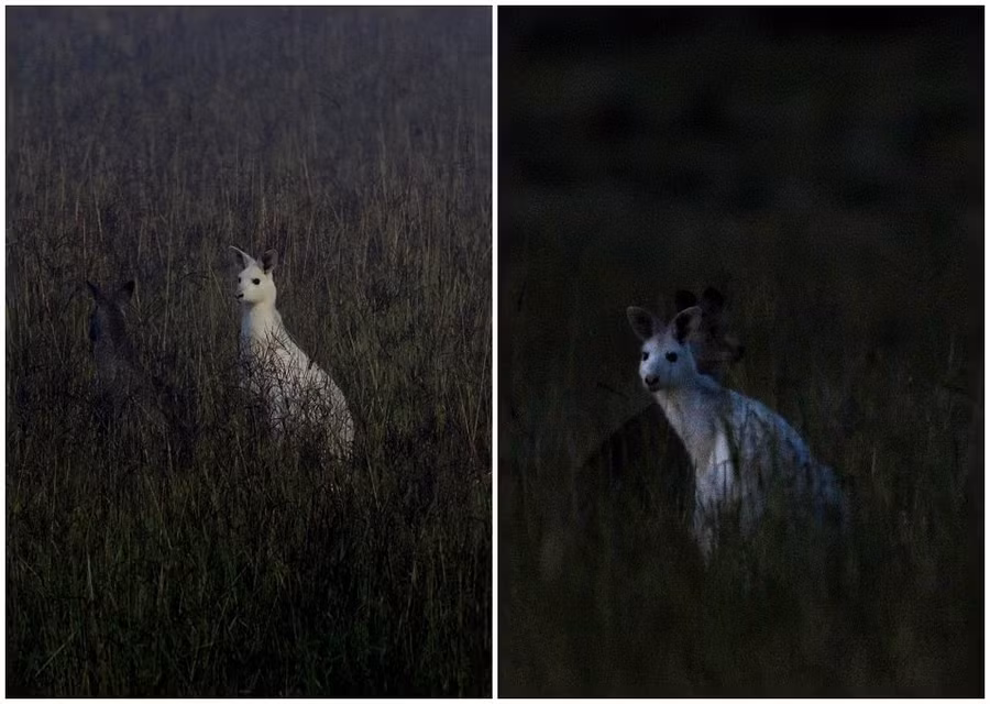 Ánh mắt hoang mang và lo lắng cho tương lai sắp tới của cặp đôi kangaroo bạch tạng hoang dã.