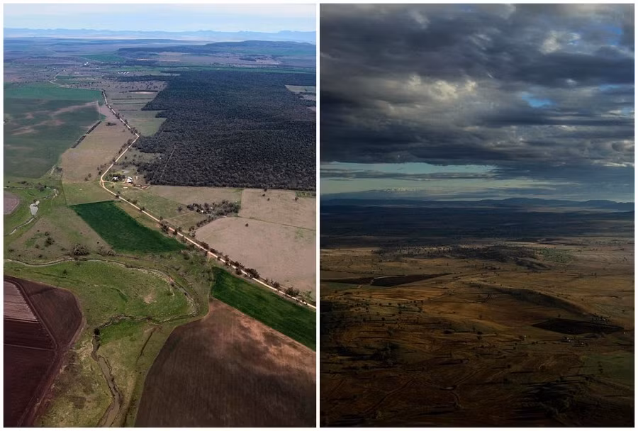 Không chỉ bị đe dọa bởi những kẻ săn mồi, cặp kangaroo bạch tạng cùng với đồng loại của mình còn phải đối mặt với mối đe dọa từ việc khai thác than dưới lòng đất của con người. Những mỏ than sẽ gây ra sự ô nhiễm nghiêm trọng và ảnh hưởng tới sự sống còn của loài động vật biểu tượng này.