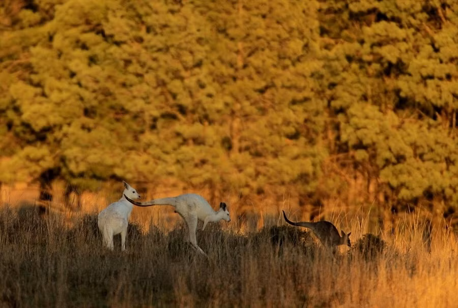 Những hình ảnh được nhiếp ảnh gia Dean Sewell chụp được ở phía Tây Nam Sydney, rừng quốc gia Australia. Ánh nắng vàng rực rỡ cùng với những thảm cỏ trải dài khiến cặp đôi kangaroo bạch tạng trở nên rất bắt mắt.