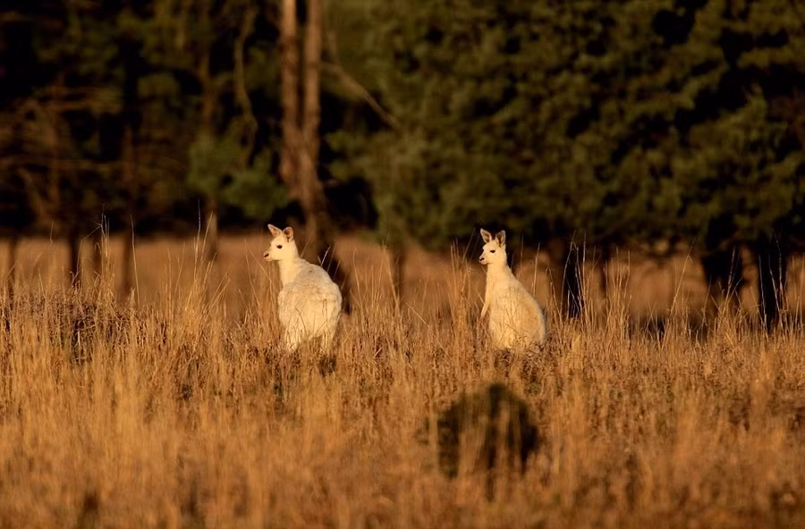 Do bị các khuyết tật di truyền dẫn đến căn bệnh bạch tạng, màu lông trắng của những con kangaroo này nhợt nhạt, không thể ẩn mình trong màu xanh của lá cây và nền đất, cây cỏ khô tự nhiên màu xám đen.