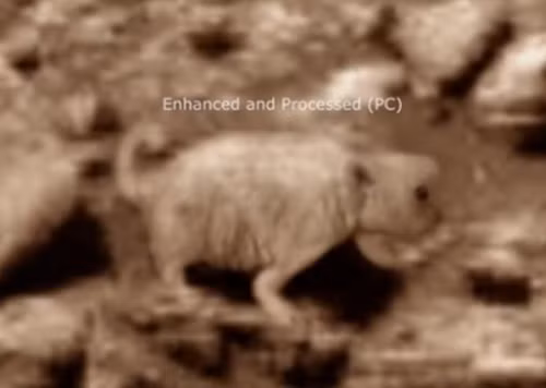 Cận cảnh vật thể lạ được cho là giống con cầy thảo nguyên và gấu con được phát hiện trên sao Hỏa.