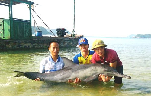 Ca heo 50 kg mac can o Quang Ninh