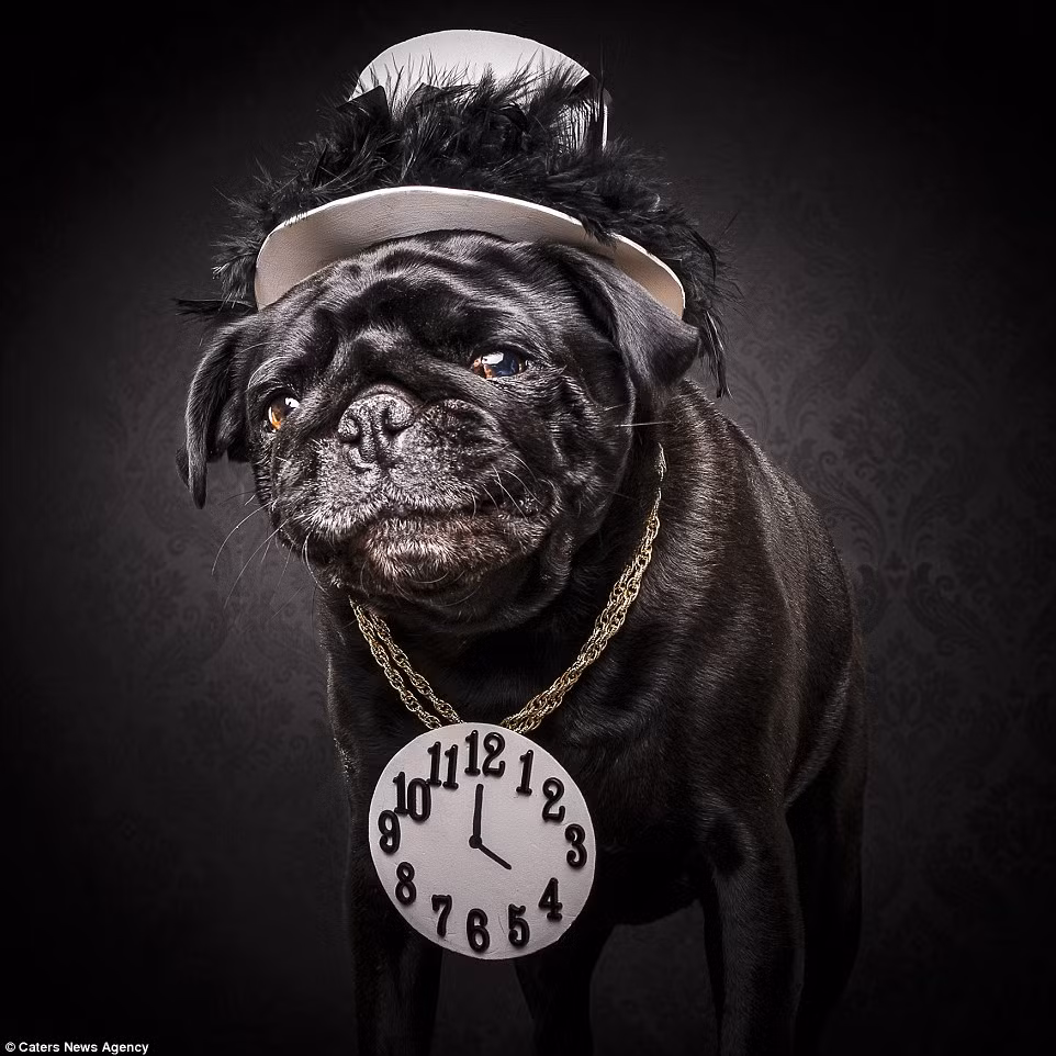 Rapper Flavor Flav chắc hẳn sẽ rất thích thú khi có một chú chó pug diện đồ và có biểu hiện giống hệt mình.