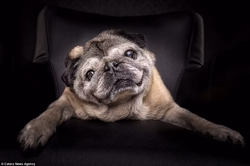 Tuy rằng không có bất cứ món phụ kiện nào nhưng với khuôn mặt nghênh ngang, chú chó này vẫn khiến người ta liên tưởng đến những tay găng tơ đường phố.