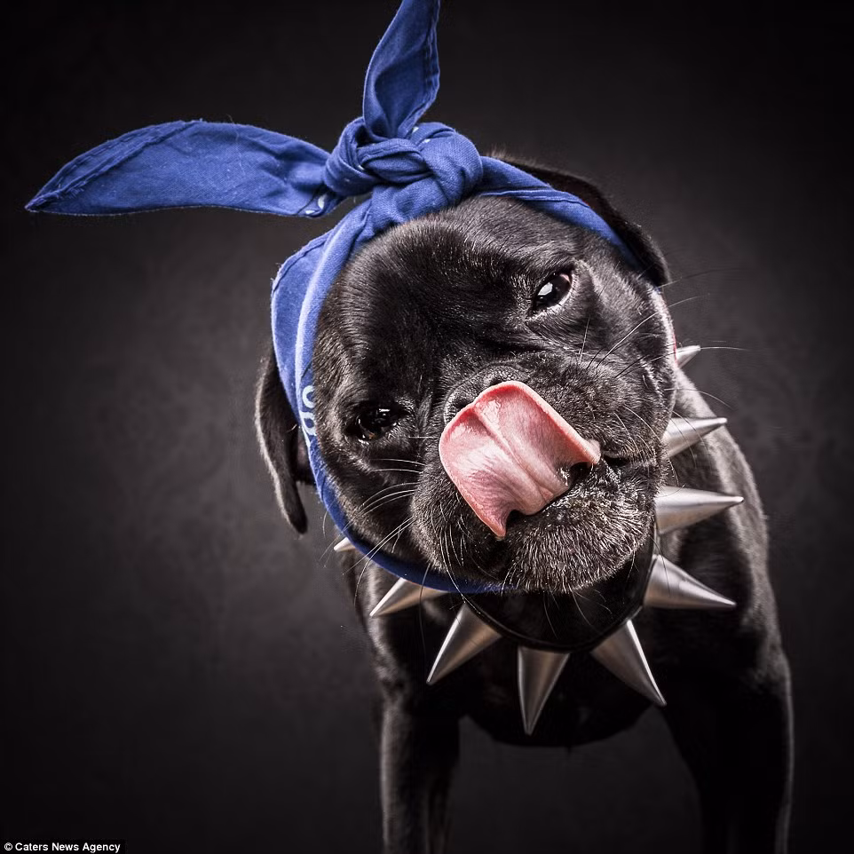 "Snoop Pug" ăn theo phong cách của rapper Snoop Dog, một rapper da màu tai tiếng có sở thích ăn mặc hip-hop ấn tượng, nổi bật.