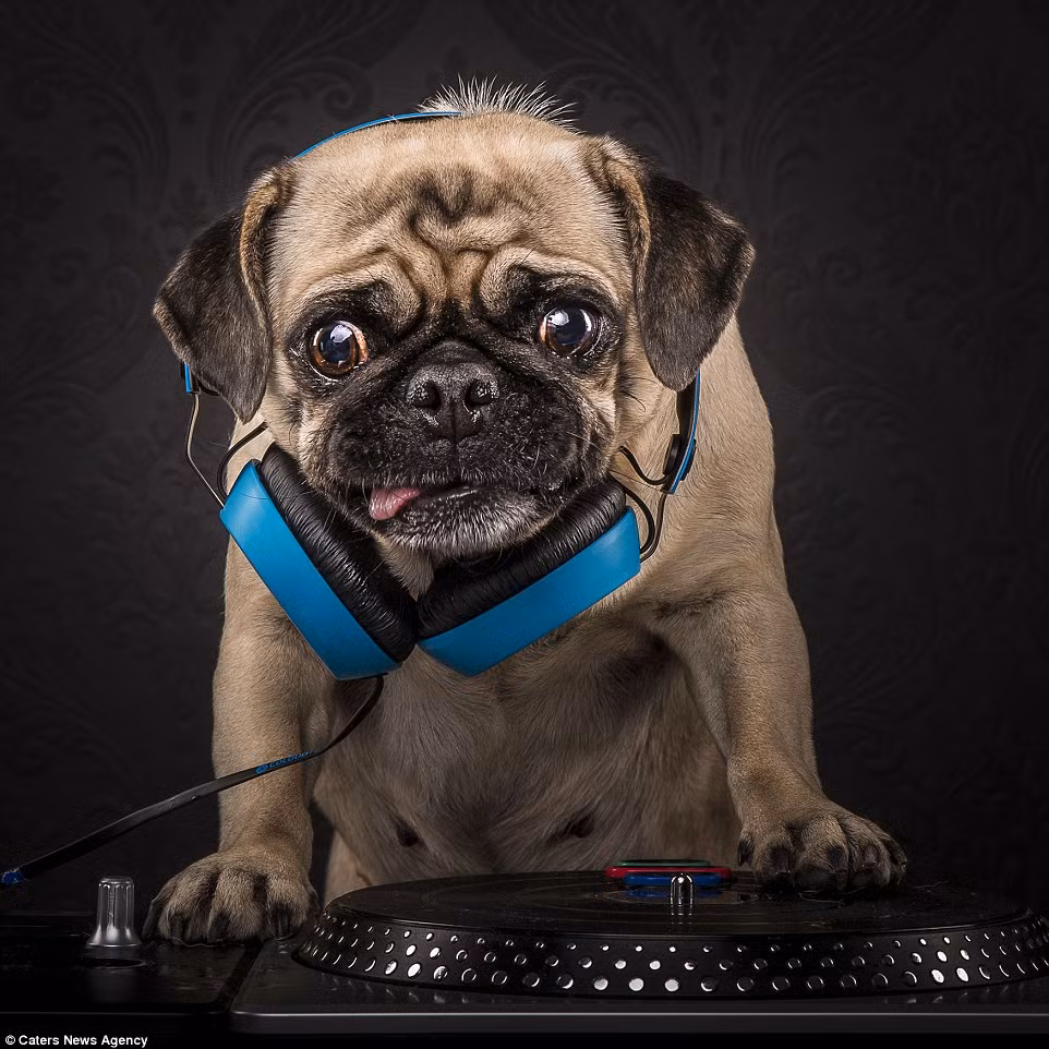 Cô chó pug nghịch ngợm này khoe vẻ gợi cảm, sexy khi chứng tỏ khả năng làm DJ sành điệu của mình.