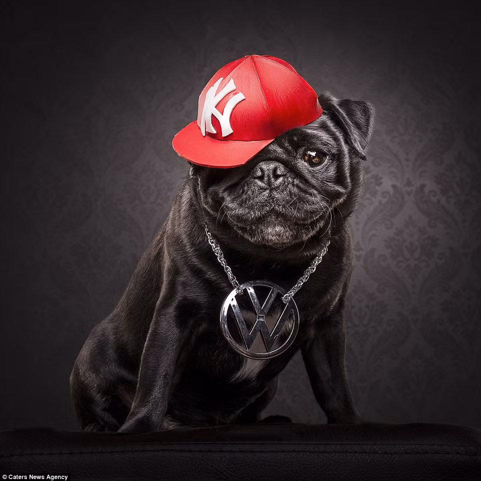 Chó pug được coi là một trong những giống chó thú cưng đáng yêu nhất hành tinh bởi khuôn mặt nhăn nheo hài hước và tính cách năng động, thân thiện. Tuy nhiên, ít ai biết được chúng cũng có một mặt rất "ngầu" và nổi loạn. Trong ảnh là một con chó pug nhái lại phong cách của biểu tượng nổi tiếng làng nhạc hip-hop, rapper xã hội đen Mike D.