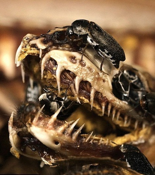 Phương pháp làm sạch này rất hiệu quả và được sử dụng trong nhiều năm qua. Vào năm 1924, bảo tàng đã thành lập, nuôi dưỡng các quần thể bọ cánh cứng đầu tiên. Gần 100 năm sau, con cháu của chúng vẫn còn làm công việc của tổ tiên mình trong các bảo tàng, giúp các nhà nghiên cứu có được mẫu vật động vật hoàn hảo nhất để bảo quản.