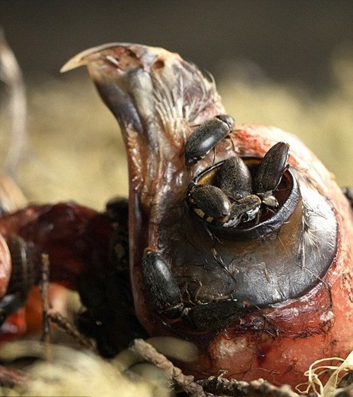 Cận cảnh công việc ghê rợn của những con bọ cánh cứng.