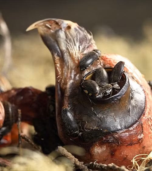 Cận cảnh công việc ghê rợn của những con bọ cánh cứng.