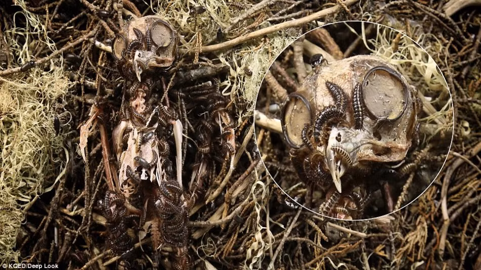 Trong quá trình làm việc, các nhà nghiên cứu tìm thấy một cách để tăng tốc độ quá trình phân hủy, chính xác hơn là phương pháp dọn dẹp thủ công cực hiệu quả, đó là sử dụng những con bọ cánh cứng ăn xác thối để làm sạch toàn bộ thịt thối trong cơ thể mẫu vật.