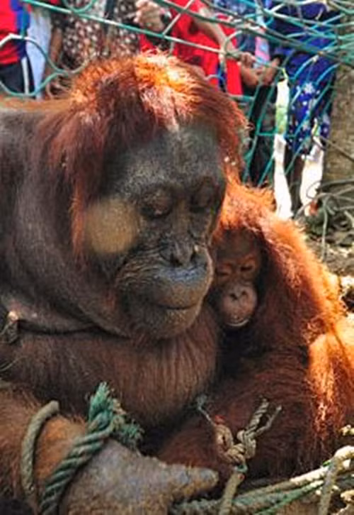 Khi bị bắt được, mẹ của Peni rất yếu, đói khát và có khả năng bị thương. Con đười ươi mẹ này vạn bất đắc dĩ mới tiến lại gần khu dân cư vì đã tuyệt vọng trong công cuộc tìm kiếm thức ăn và nơi trú ẩn cho cô con gái nhỏ của mình. Thật không may, đón tiếp hai mẹ con là những con người không thân thiện.