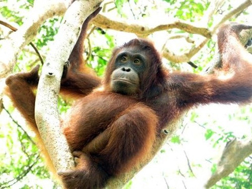 Peni nhìn về phía cánh rừng xa xăm, nơi có ký ức đầy bi thương của mình.